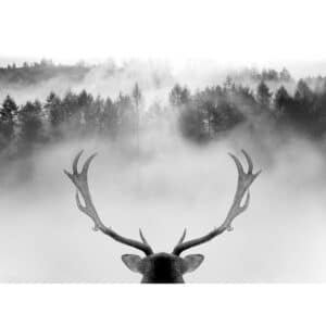 Leinwandbild Anonymus King of the forest 77 cm x 57 cm