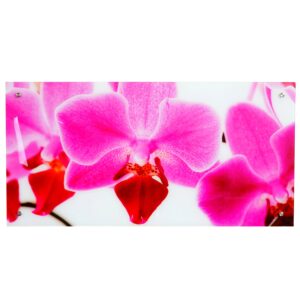MCW Glasbild T114 50x100cm Orchidee