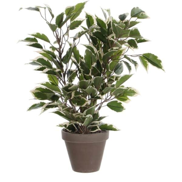 Mica Decorations Kunstpflanze Ficus Natasja in Topf Grün-Weiß H 40 cm
