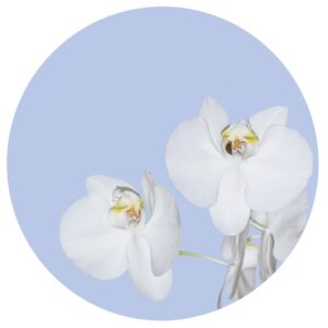 Sanders & Sanders Selbstklebende Runde Tapete Blumen Hellblau und Weiß Ø 140 cm 601124