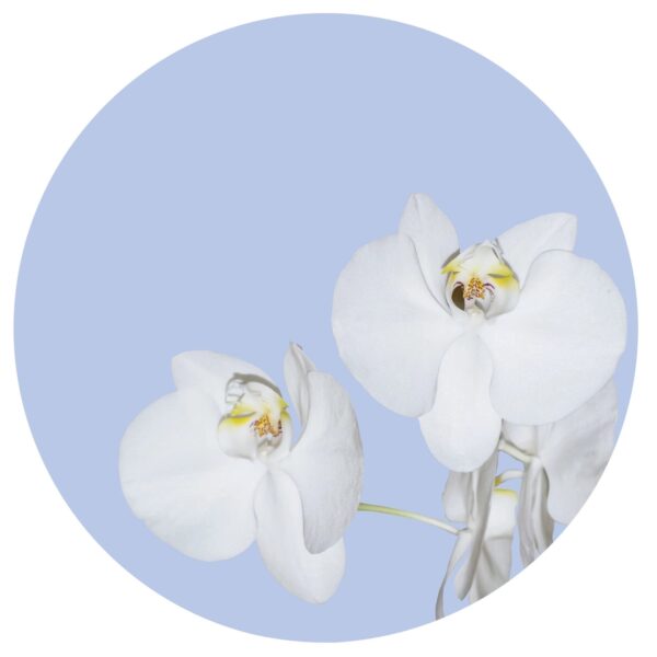Sanders & Sanders Selbstklebende Runde Tapete Blumen Hellblau und Weiß Ø 140 cm 601124