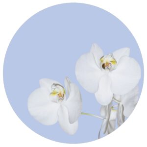 Sanders & Sanders Selbstklebende Runde Tapete Blumen Hellblau und Weiß Ø 70 cm 601087