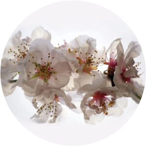 Sanders & Sanders Selbstklebende Runde Tapete Blumen Weiß und Rosa Ø 70 cm 601093